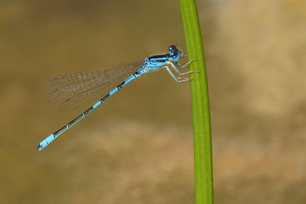 Gabel-Azurjungfer