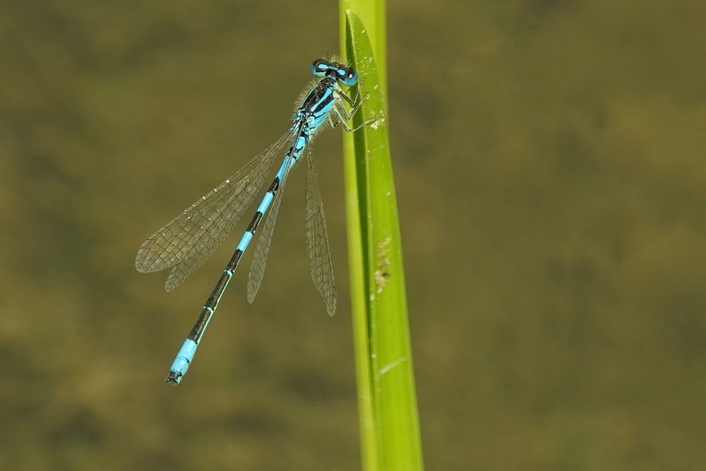 Gabel-Azurjungfer