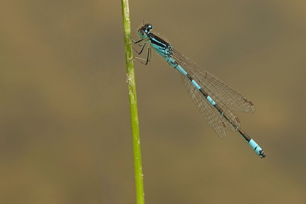 Gabel-Azurjungfer