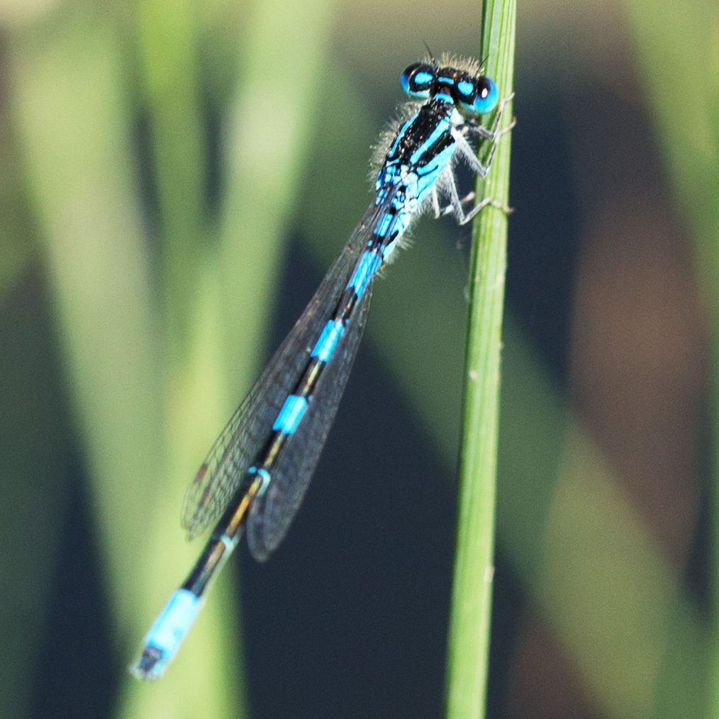 Gabel-Azurjungfer (Coenagrion scitulum)