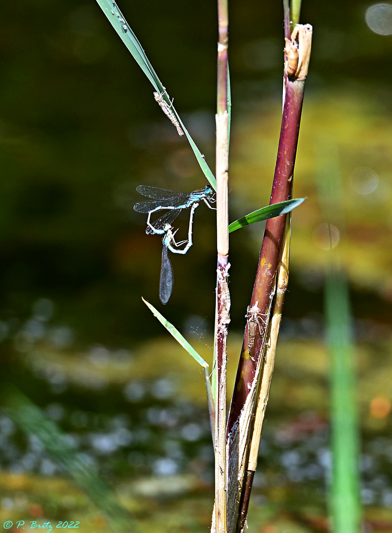 Gabel-Azurjungfer (Coenagrion scitulum)  