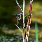 Gabel-Azurjungfer (Coenagrion scitulum)  