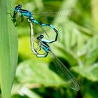 Gabel-Azurjungfer (Coenagrion scitulum), Paarung