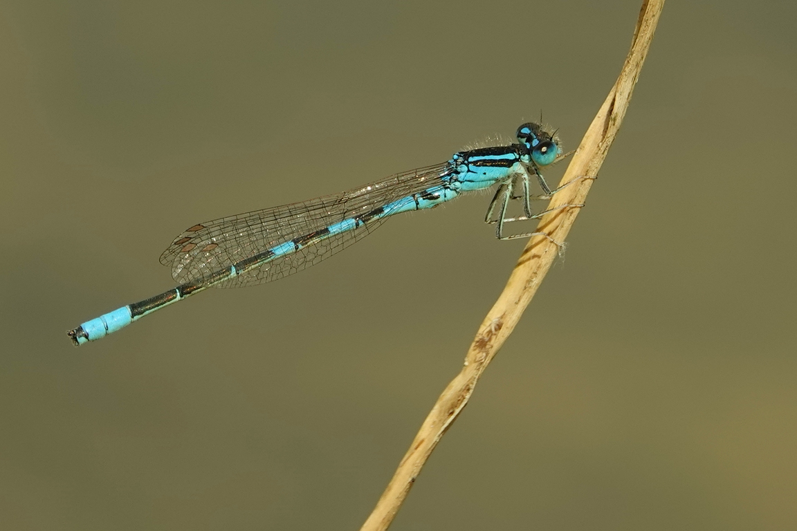 Gabel-Azurjungfer