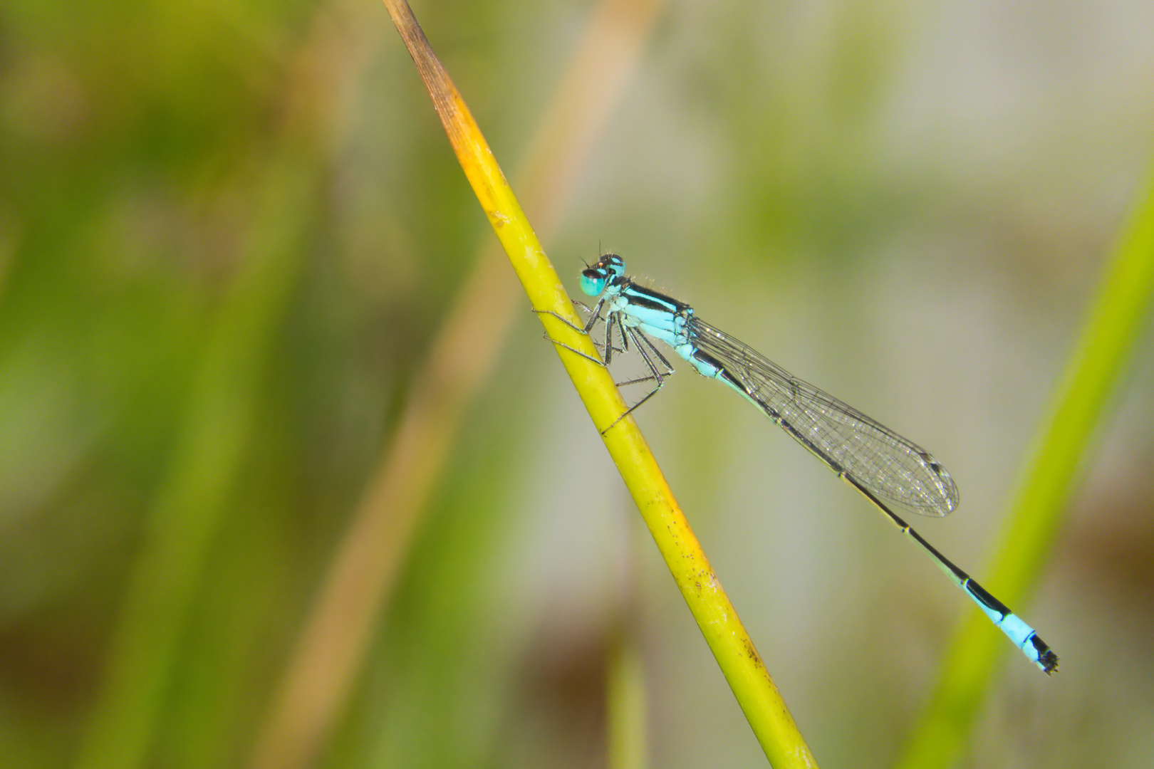 Gabel-Azurjungfer Libelle