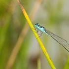 Gabel-Azurjungfer Libelle