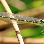 Gabel-Azurjungfer-Weibchen