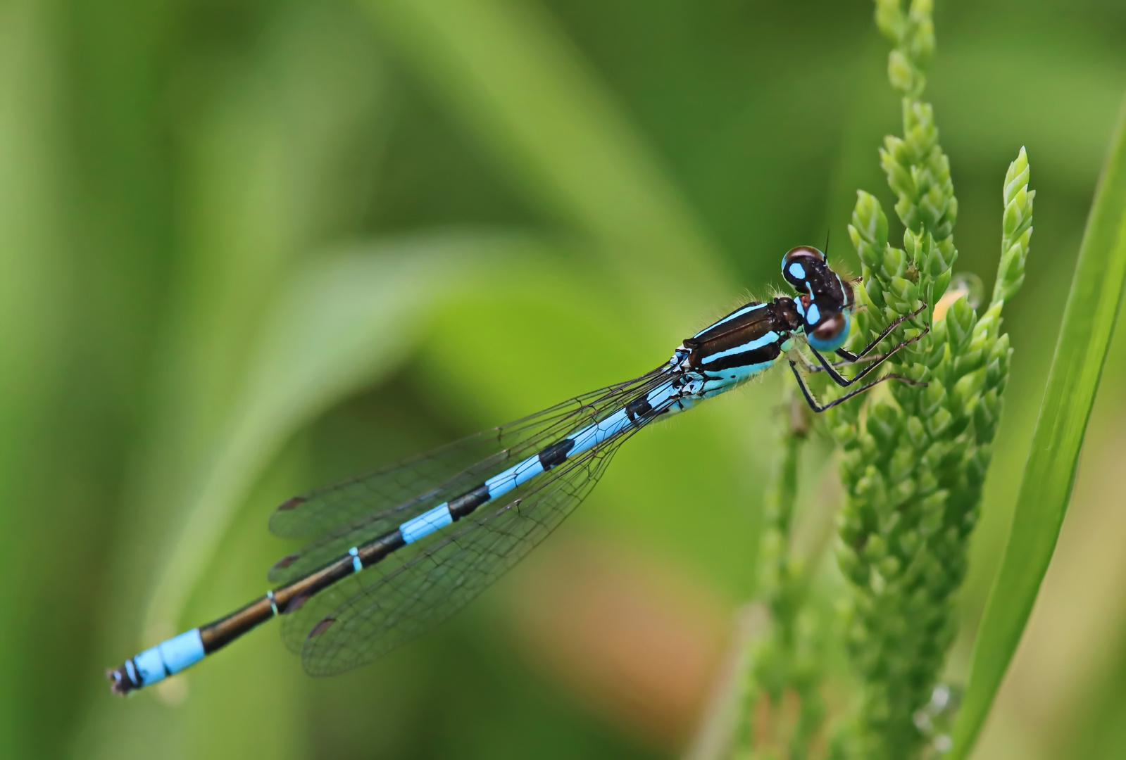 Gabel-Azurjungfer,Coenagrion scitulum