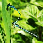 Gabel-Azurjungfern-Tandem