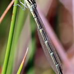 Gabel-Azurjungfer,Weibchen