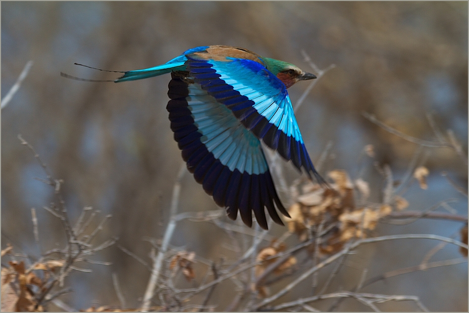 (Gabel-)Rackenflug