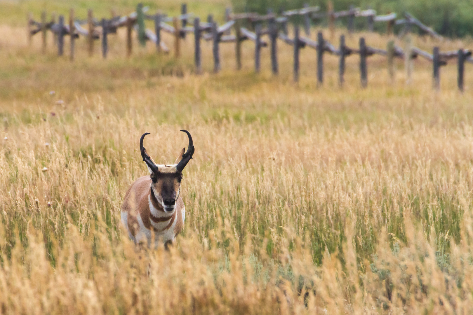 Gabelbock