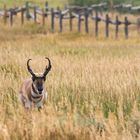 Gabelbock