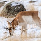 Gabelbock