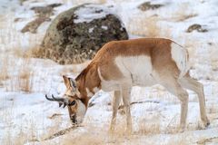 Gabelbock