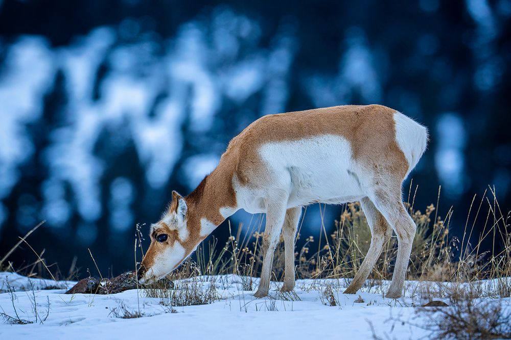 Gabelbock