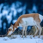 Gabelbock