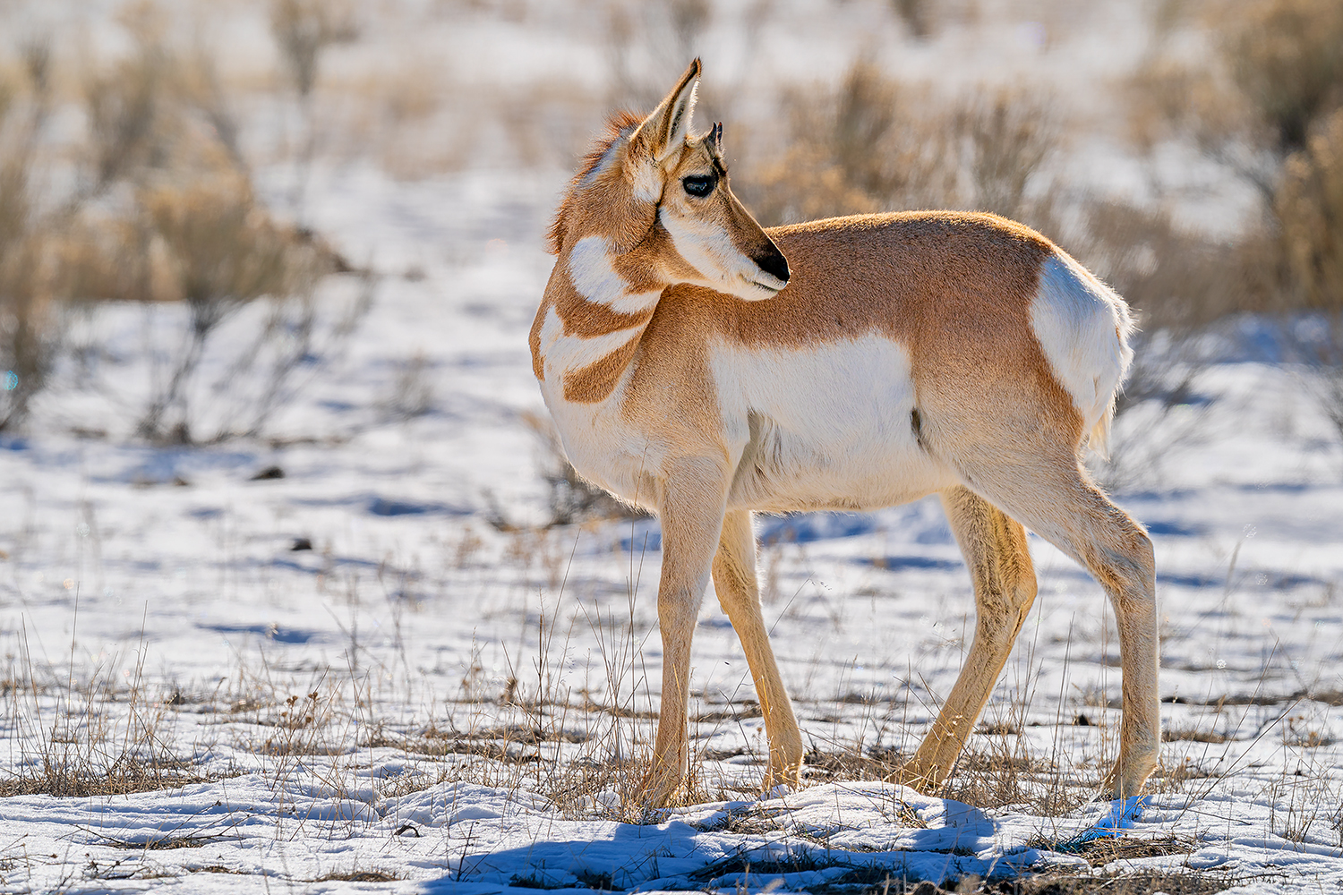 Gabelbock-Antilope im Yellowstone