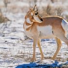 Gabelbock-Antilope im Yellowstone