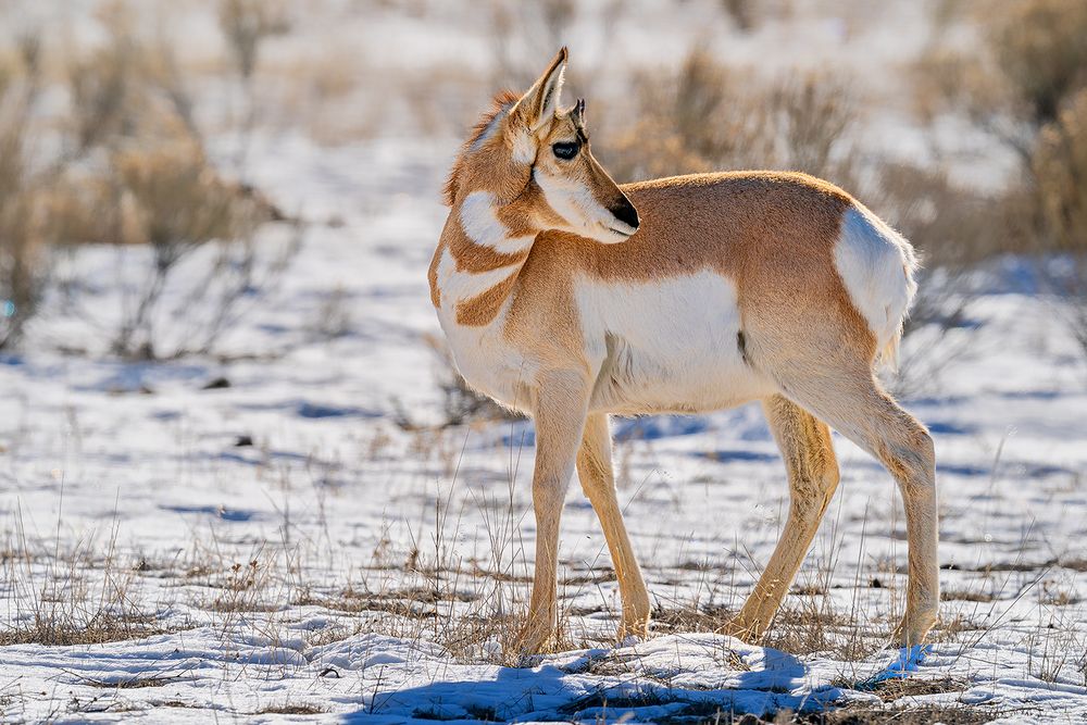 Gabelbock-Antilope im Yellowstone Foto & Bild | nature, usa, world ...