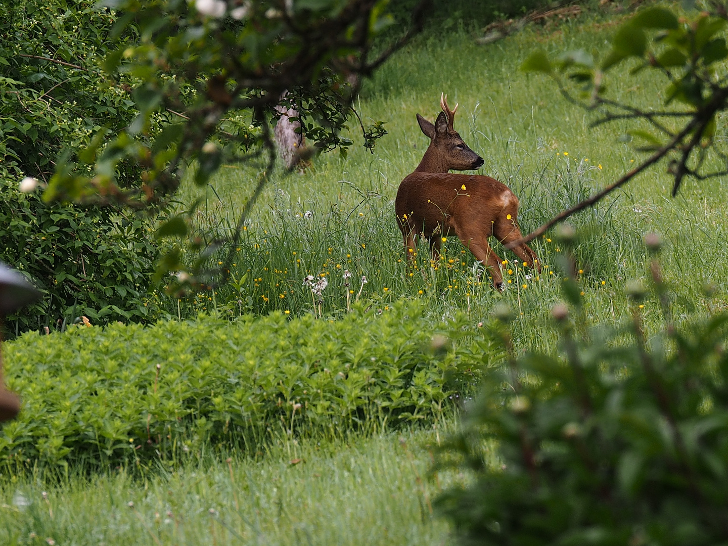 Gabelbock im Frühling 