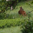 Gabelbock im Frühling 