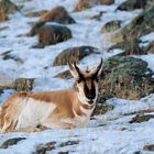 Gabelbock macht Pause