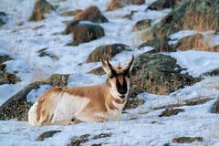 Gabelbock macht Pause