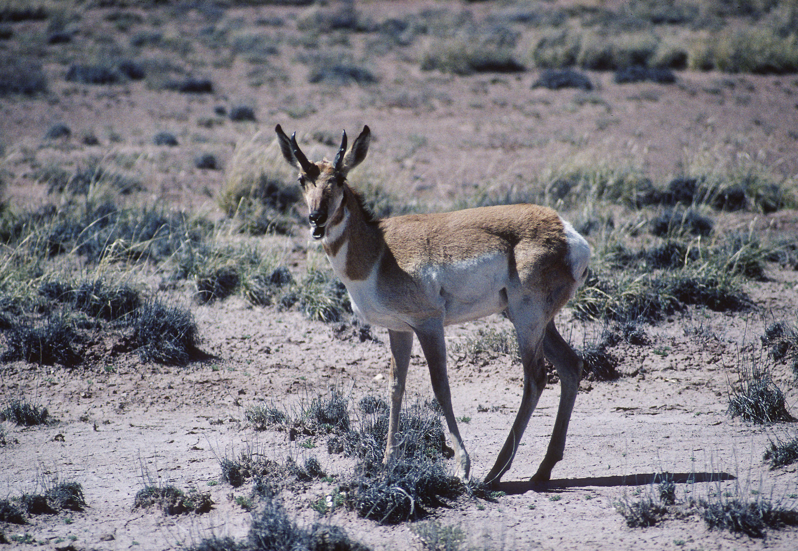 Gabelbock (pronghorn) im Petrified Forest National Park...