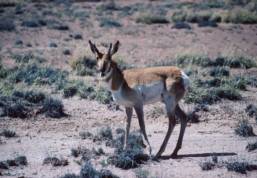 Gabelbock (pronghorn) im Petrified Forest National Park... Foto & Bild
