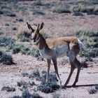 Gabelbock (pronghorn) im Petrified Forest National Park...