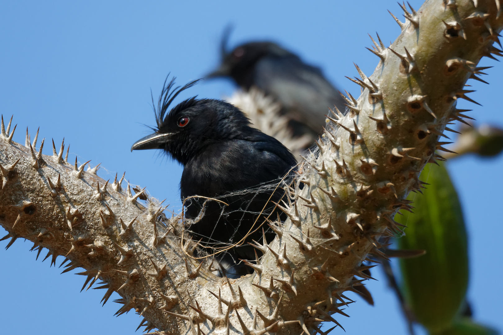 Gabeldrongo_1