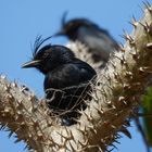 Gabeldrongo_1