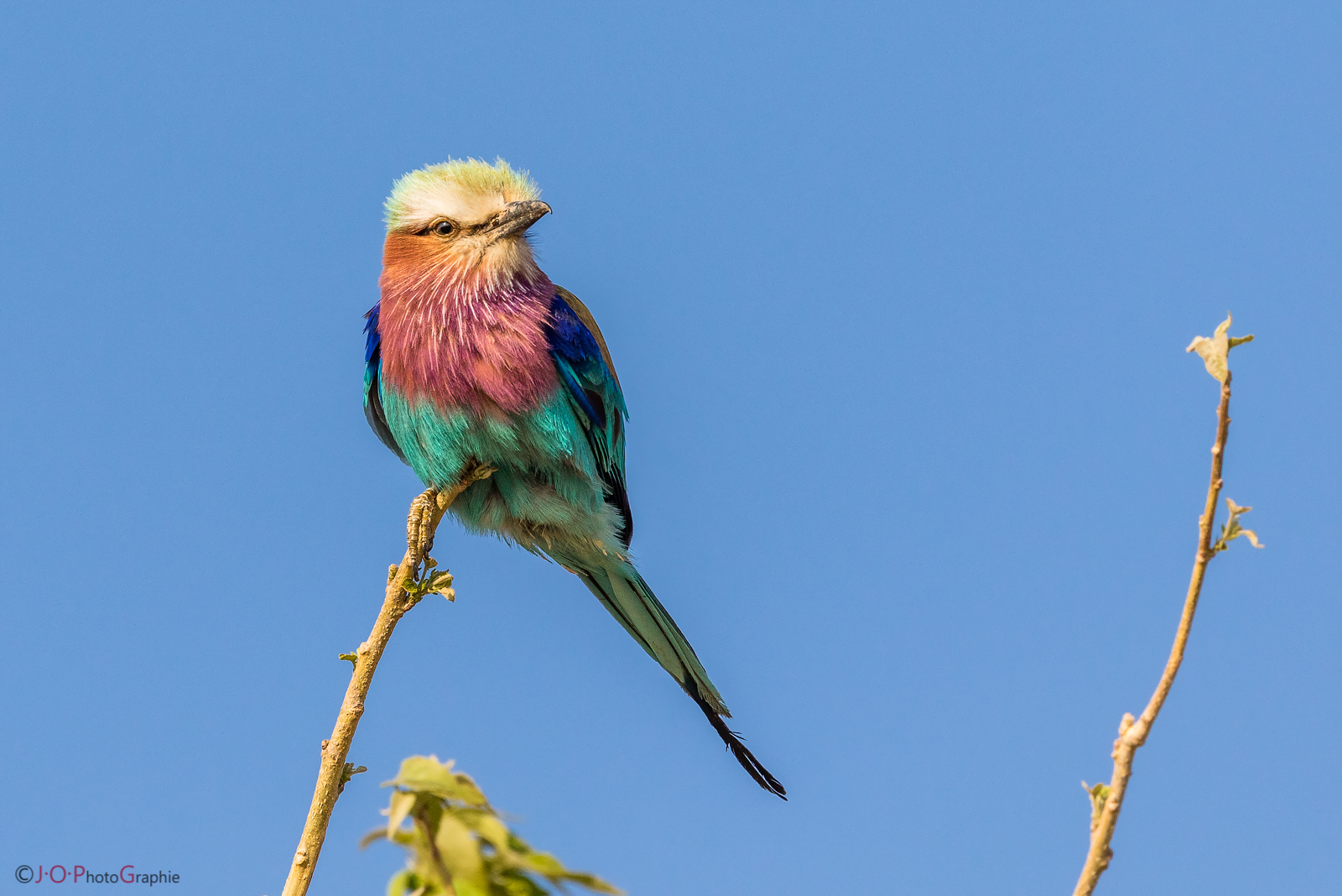 Gabelracke, African Roller