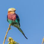 Gabelracke, African Roller