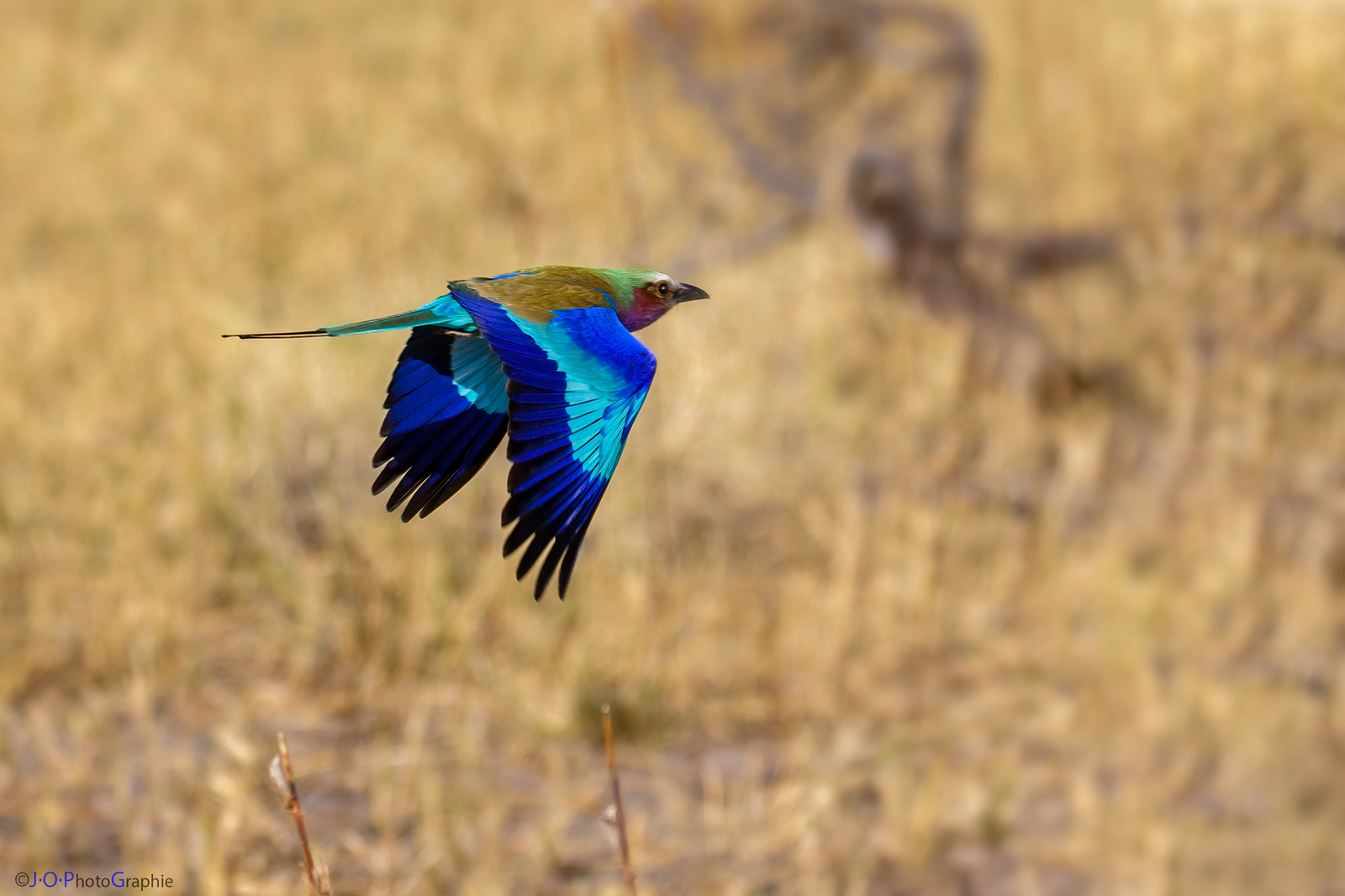 Gabelracke, African Roller