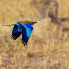 Gabelracke, African Roller