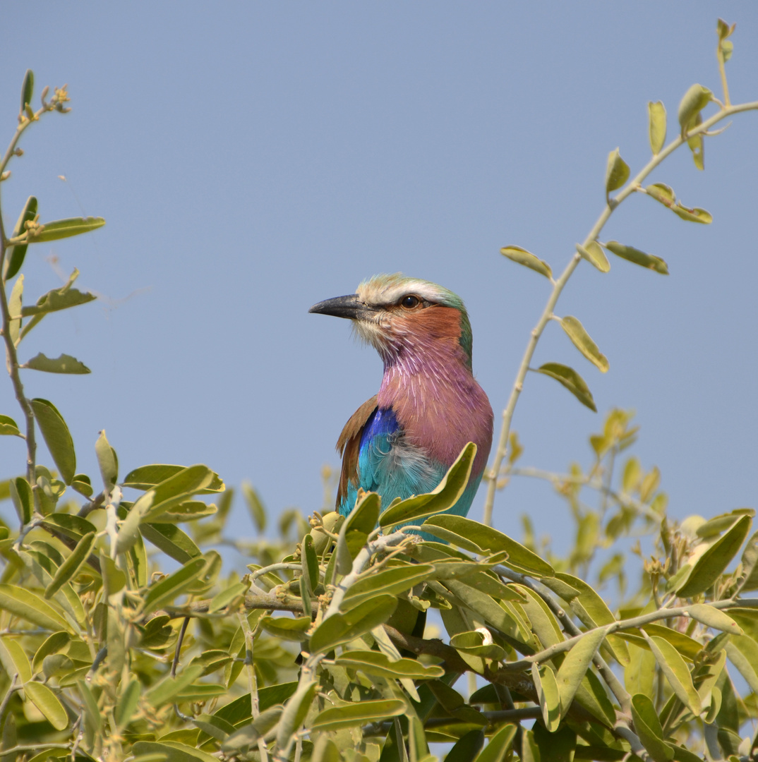 Gabelracke auf Gebüsch (Coracias caudatus)