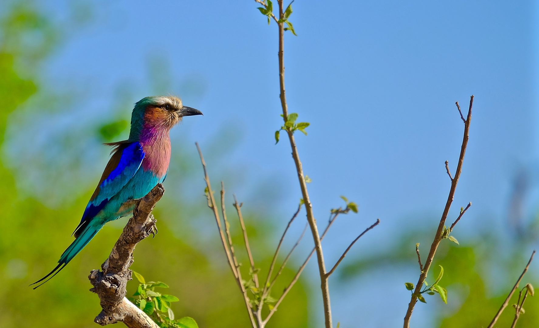 Gabelracke / Botswana