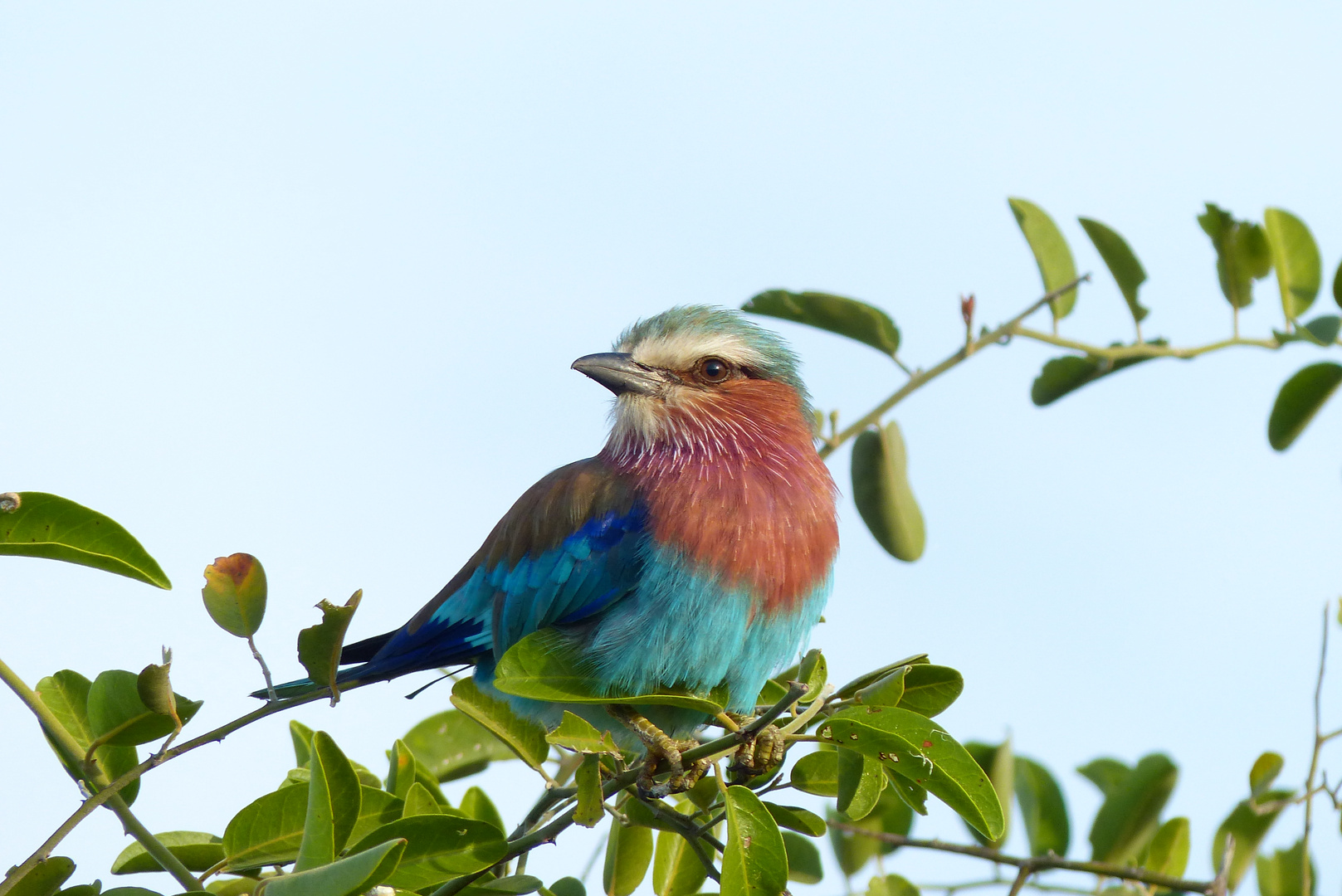 Gabelracke - Chobe NP