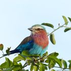 Gabelracke - Chobe NP