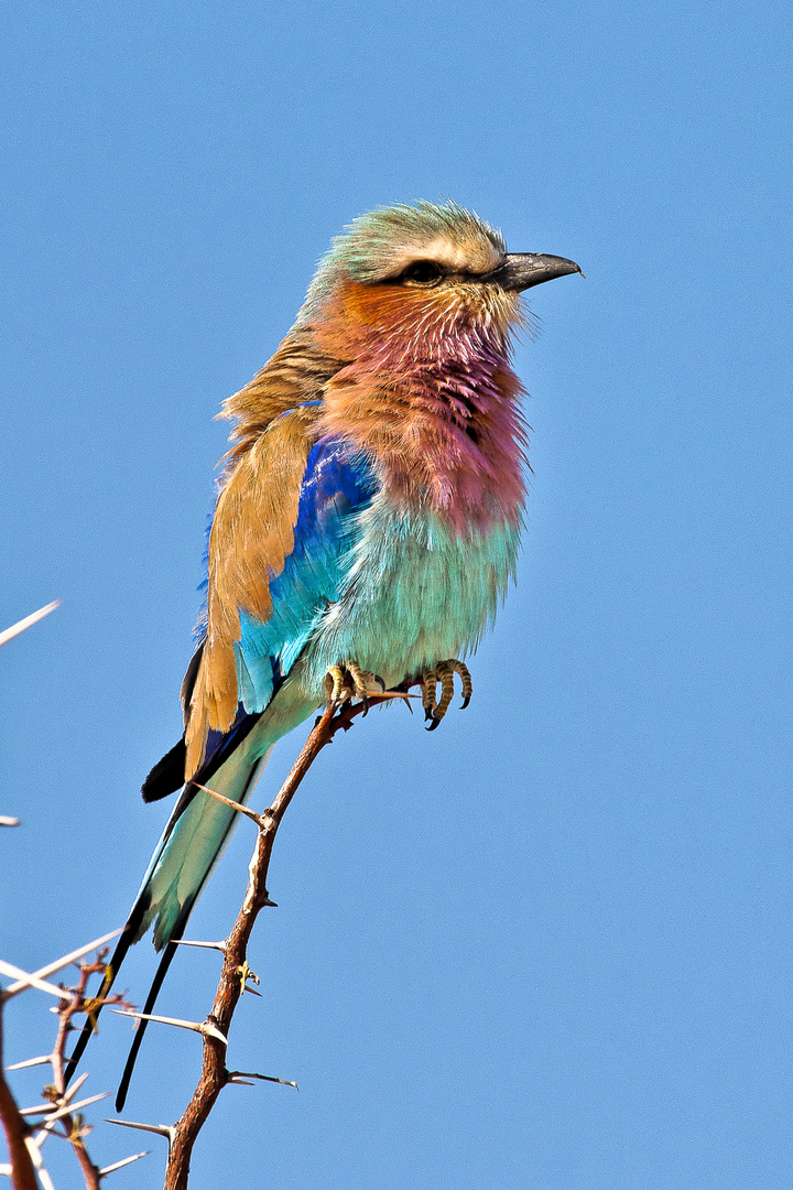 Gabelracke - Coracias caudata