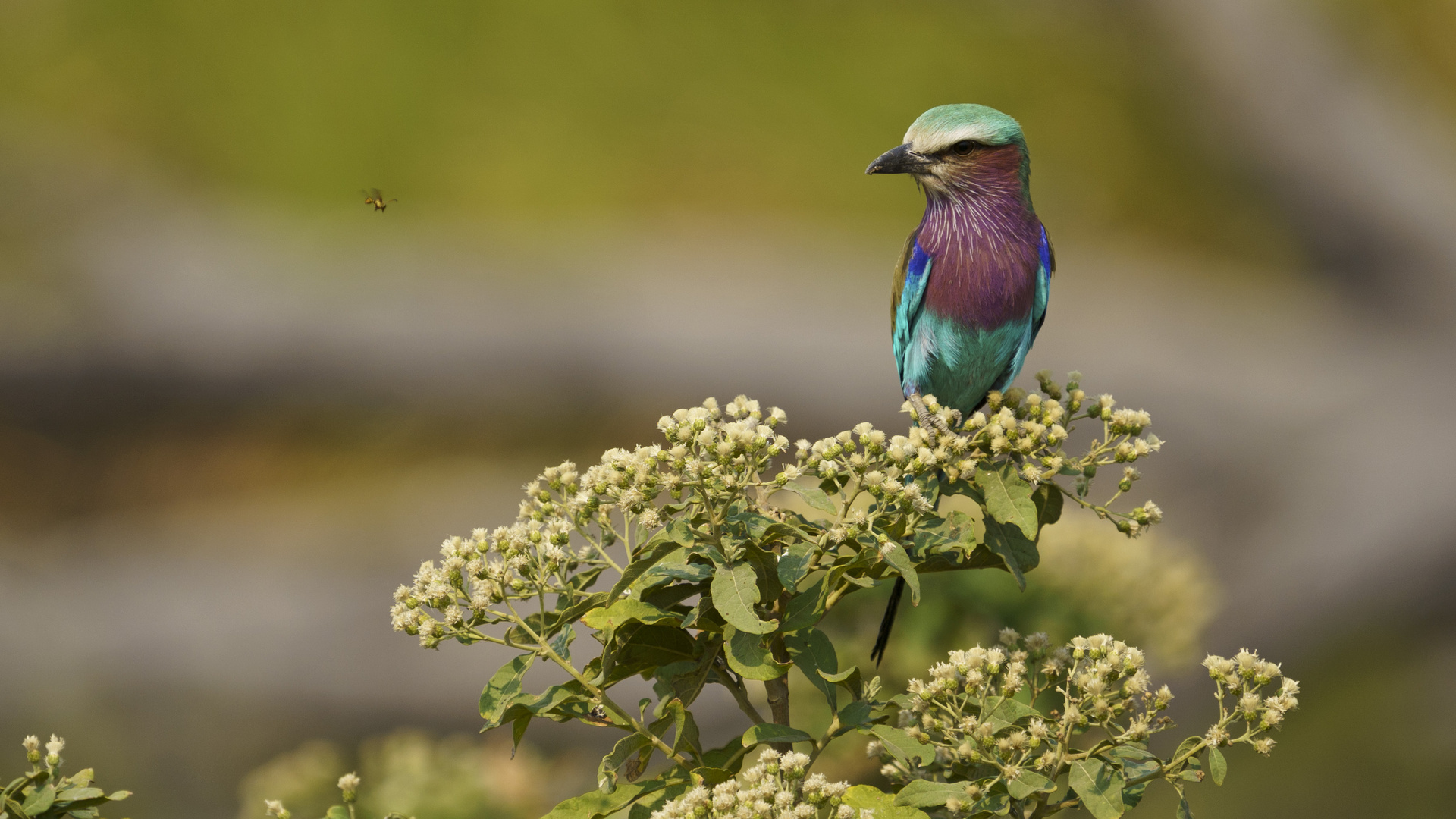 Gabelracke (Coracias caudata), South Luangwa NP, Nsefu Sektor, 12.09.2019