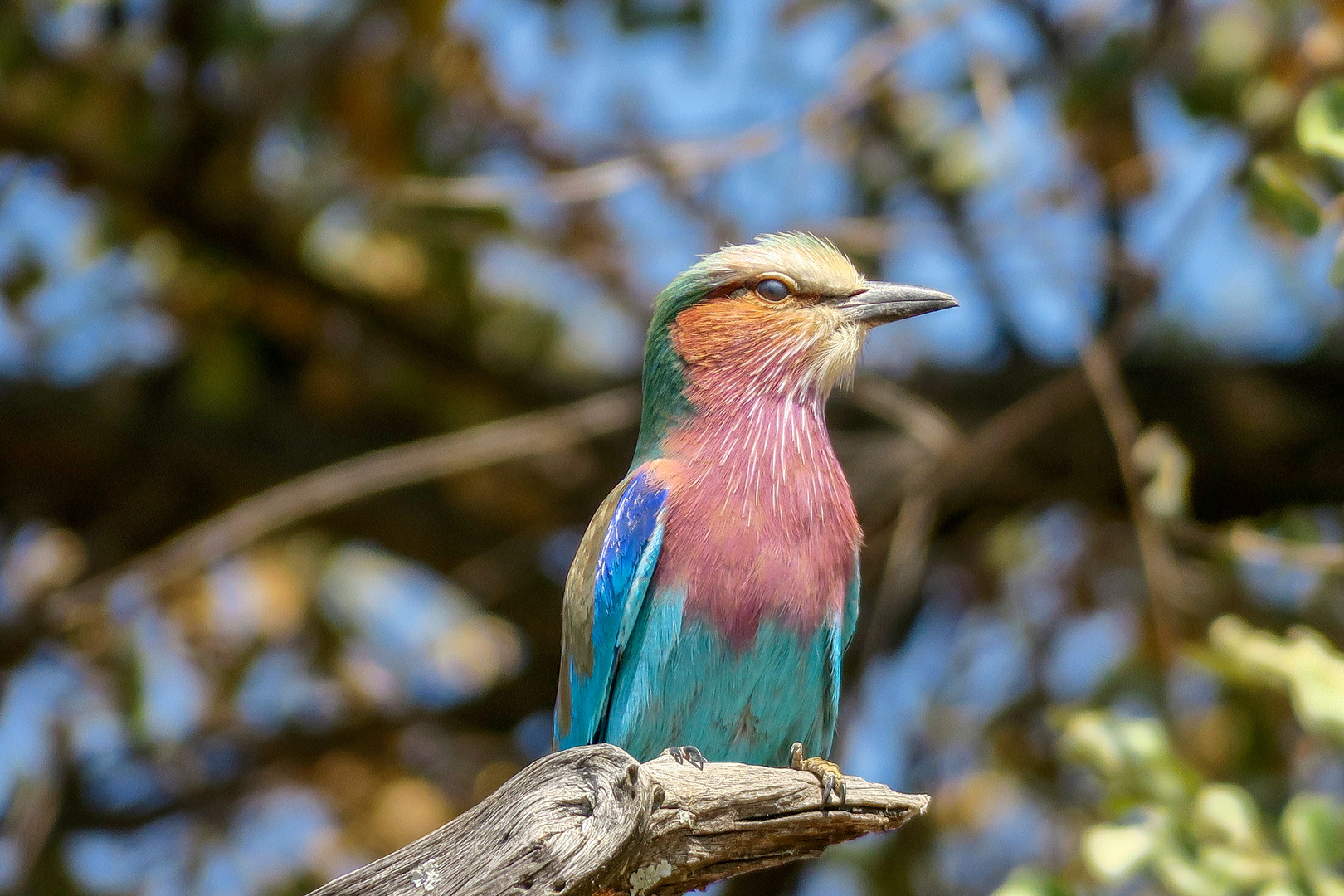 Gabelracke (Coracias caudatus)