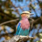 Gabelracke (Coracias caudatus)