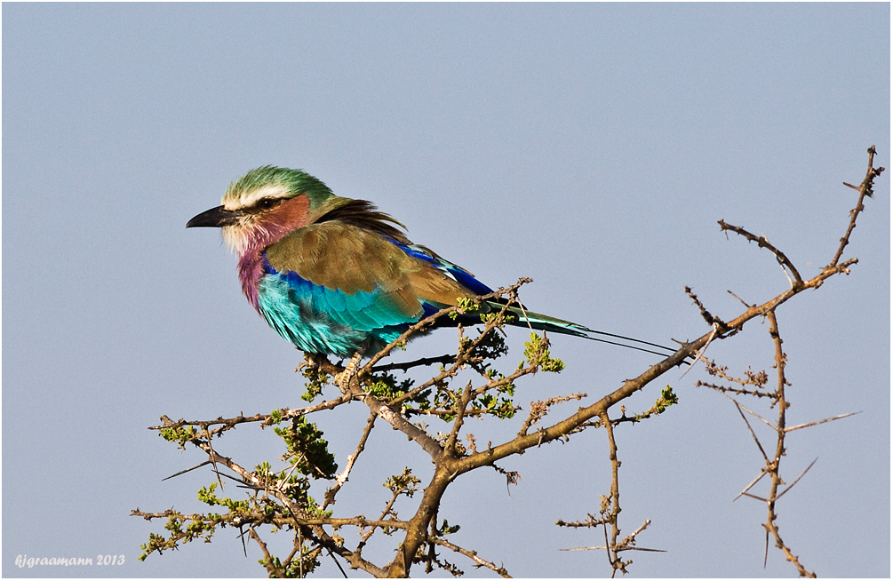 Gabelracke (Coracias caudatus)).......