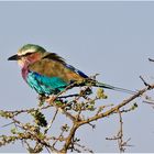 Gabelracke (Coracias caudatus)).......