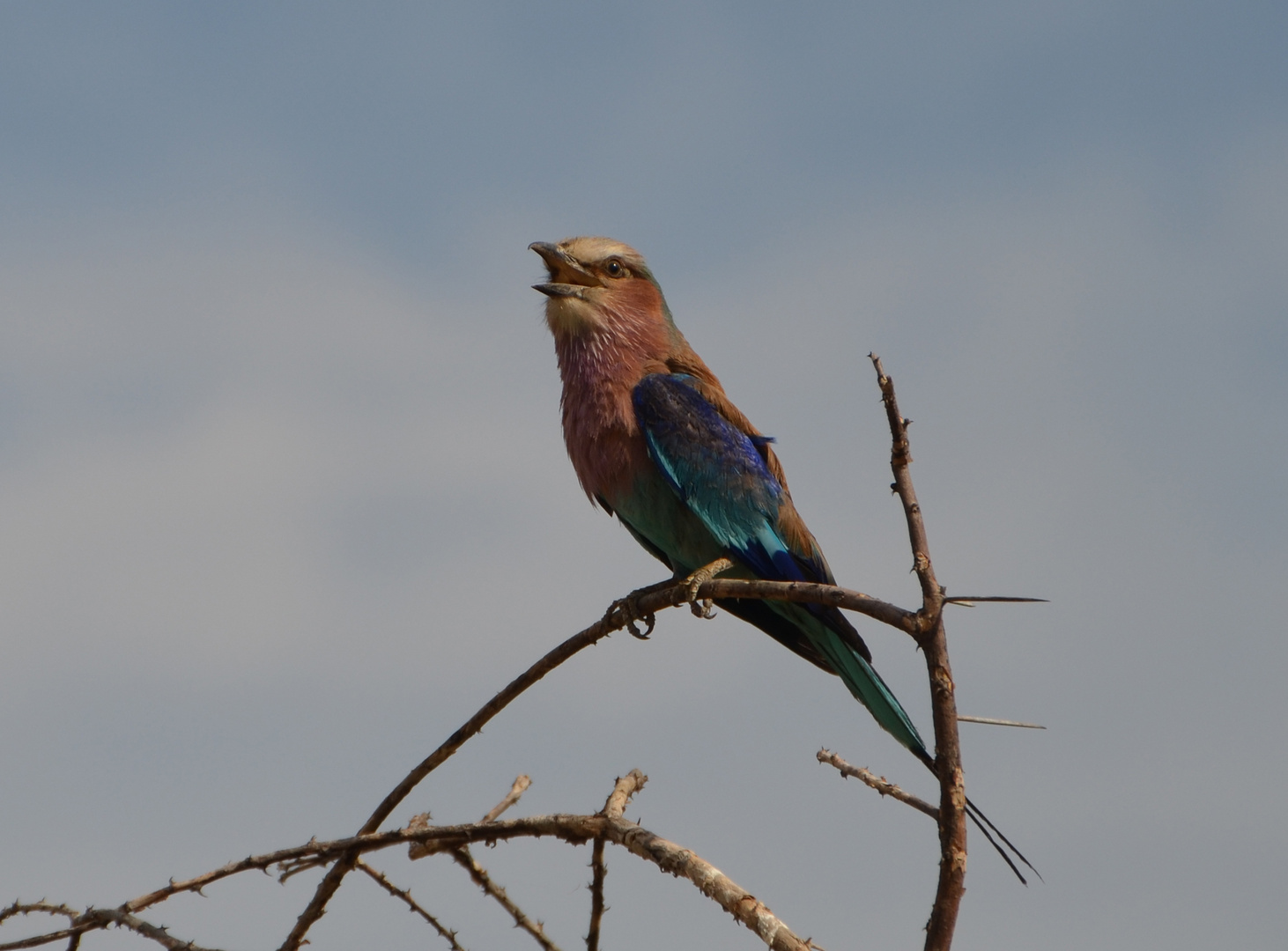 Gabelracke (Coracias caudatus)