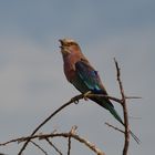 Gabelracke (Coracias caudatus)