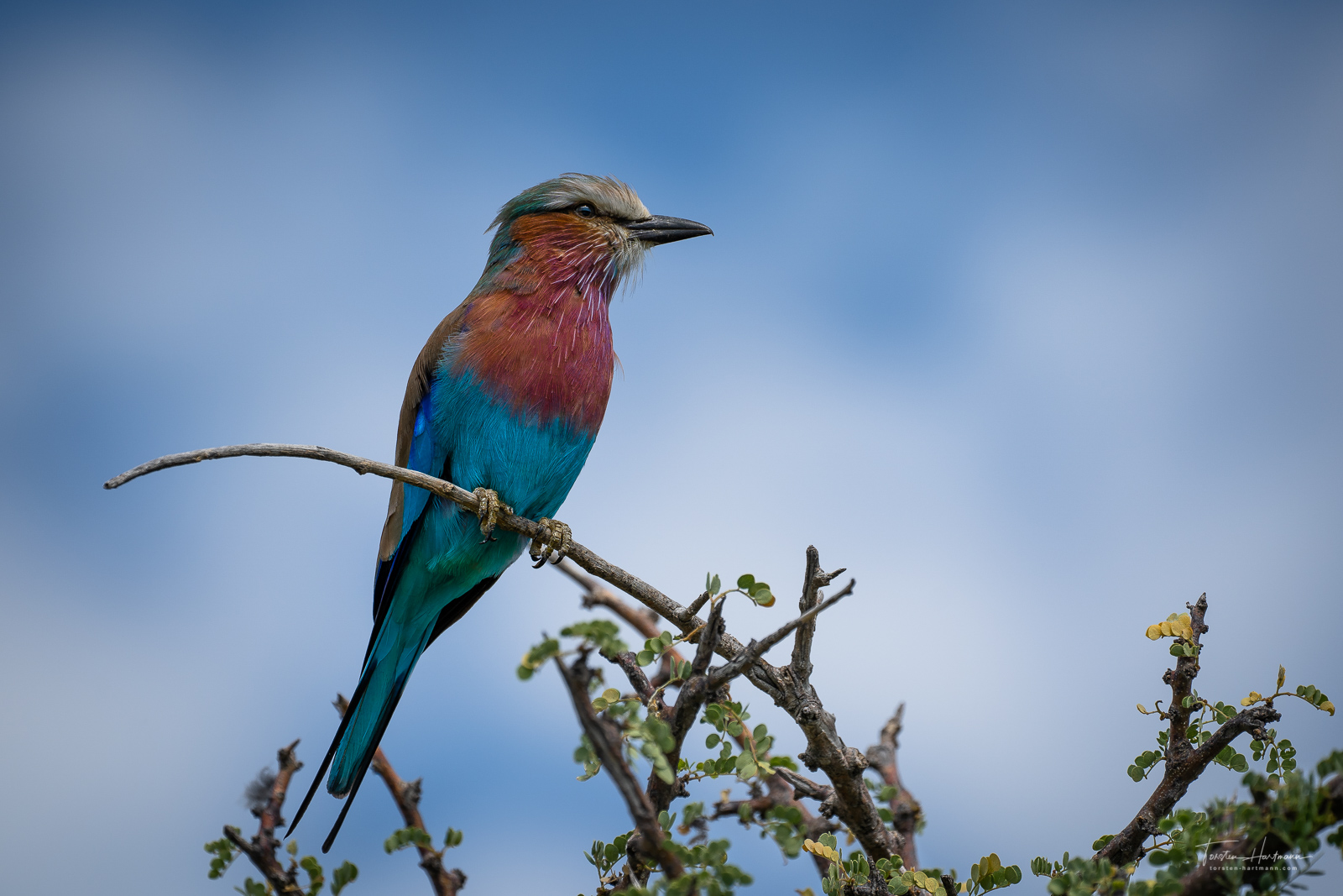 Gabelracke [Coracias caudatus] - (Etosha NP, Namibia)